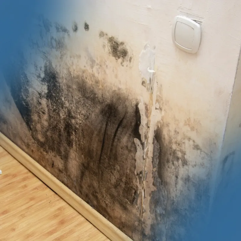 Mold remediation services