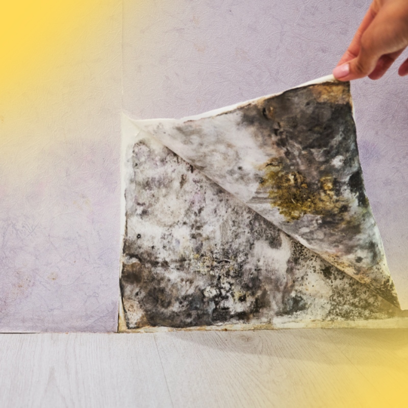 Mold inspection and testing