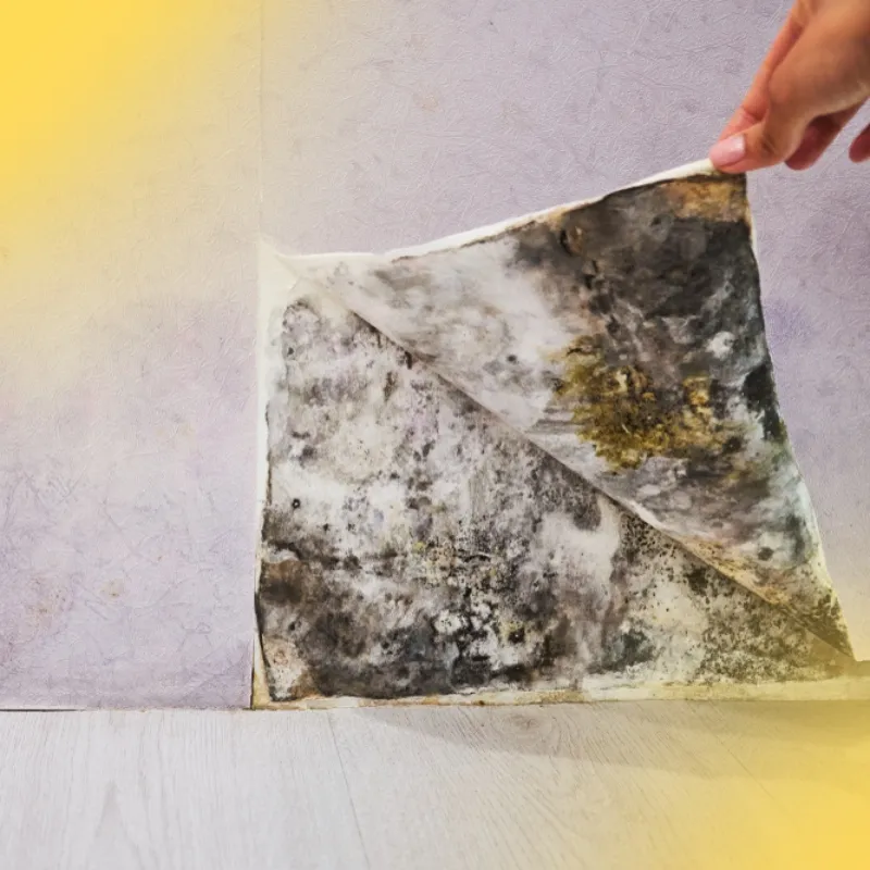 Mold inspection and testing